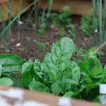 green plant on brown soil