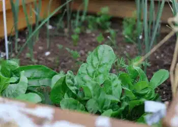 green plant on brown soil