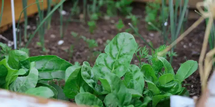 green plant on brown soil