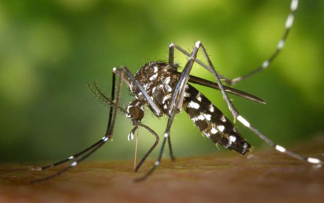 Comment différencier le moustique tigre aux autres moustiques ?