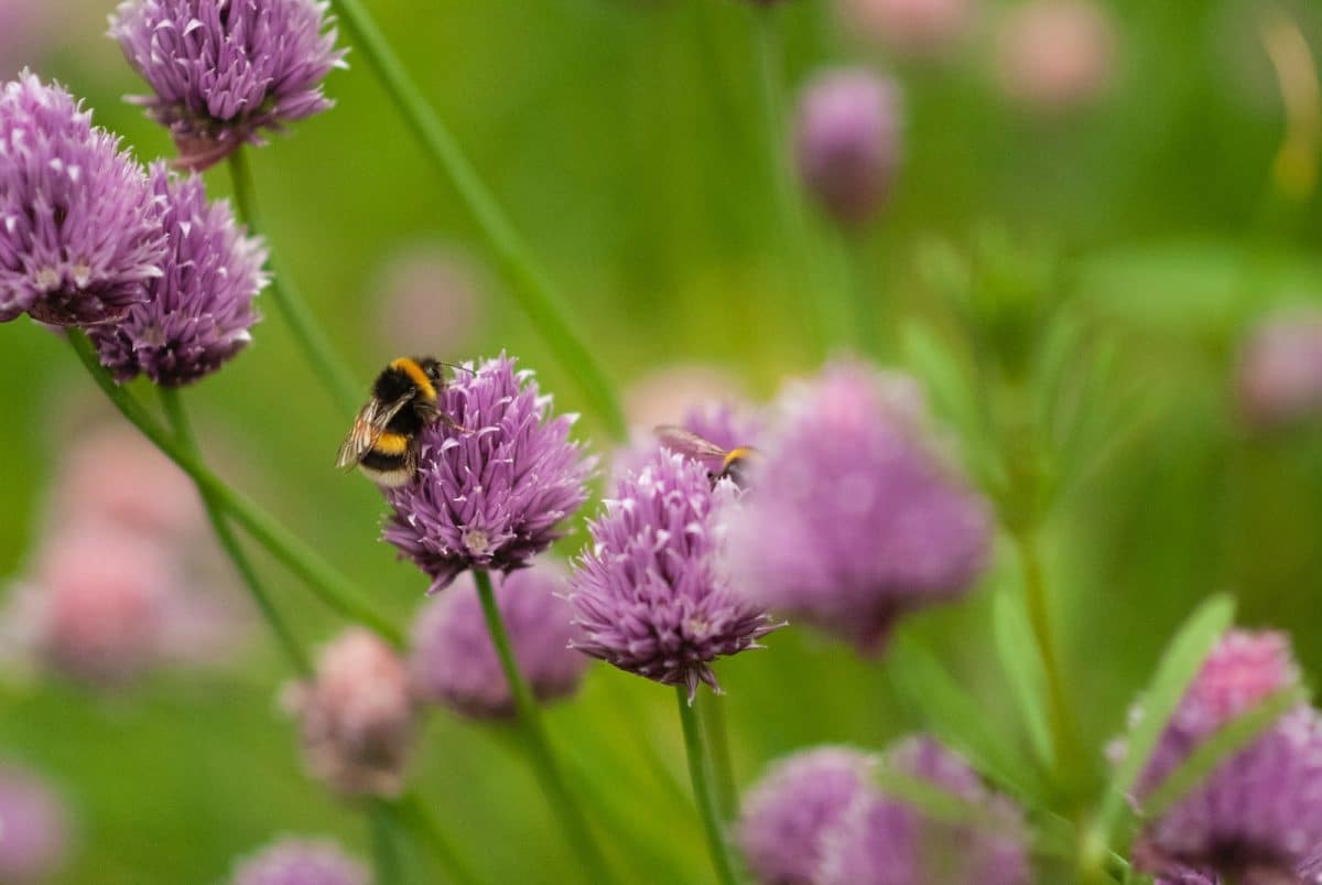 bee on flower