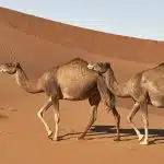 Quelles sont les choses à faire et à voir au Maroc ?