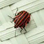 Se débarrasser des insectes xylophages : quelques astuces à appliquer